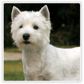 Eukanuba-west-highland-white-terrier[1].jpg