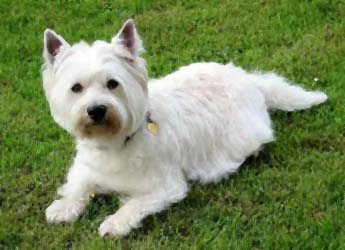 westie[1].jpg