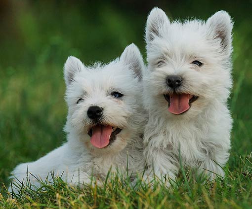 West-Highland-Terrier-Puppies-For-Sale-2[1].jpg