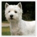 Eukanuba-west-highland-white-terrier[1].jpg