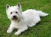 westie[1].jpg