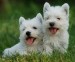 West-Highland-Terrier-Puppies-For-Sale-2[1].jpg