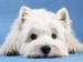 West_20Highland_20White_20Terrier[1].jpg